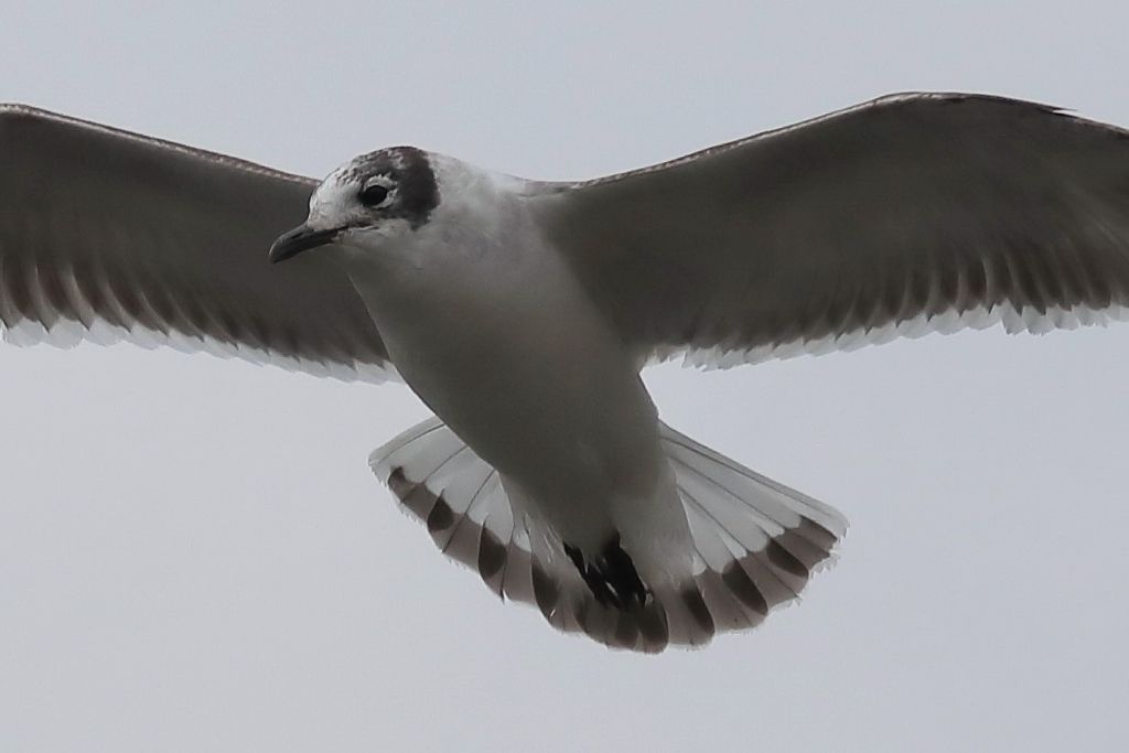 Gabbiano di Franklin  (Leucophaeus pipixcan)